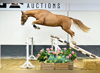 Zangersheider, Hengst, 4 Jahre, 169 cm, Fuchs