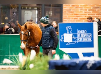 Zangersheider, Hengst, 4 Jahre, 169 cm, Fuchs