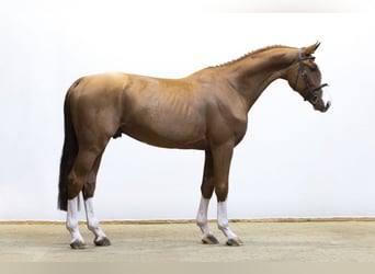 Zangersheider, Hengst, 4 Jahre, 169 cm, Fuchs