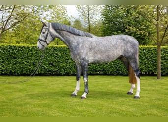 Zangersheider, Hengst, 4 Jahre, 170 cm, Apfelschimmel