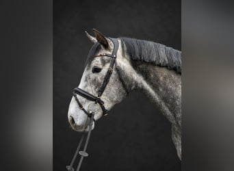 Zangersheider, Hengst, 4 Jahre, 170 cm, Apfelschimmel