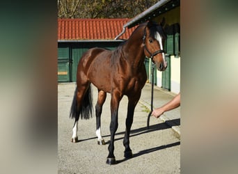 Zangersheider, Hengst, 4 Jahre, 170 cm, Brauner