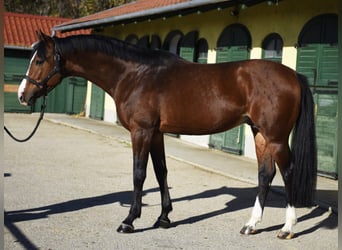 Zangersheider, Hengst, 4 Jahre, 170 cm, Brauner