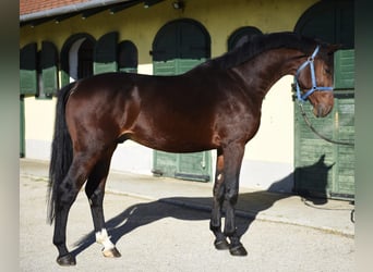 Zangersheider, Hengst, 4 Jahre, 170 cm, Brauner