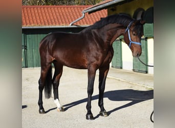 Zangersheider, Hengst, 4 Jahre, 170 cm, Brauner