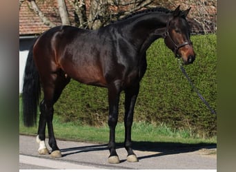 Zangersheider, Hengst, 4 Jahre, 170 cm, Dunkelbrauner