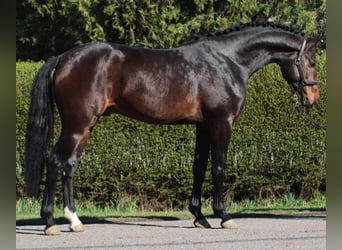 Zangersheider, Hengst, 4 Jahre, 170 cm, Dunkelbrauner