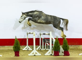 Zangersheider, Hengst, 4 Jahre, 170 cm, Schimmel