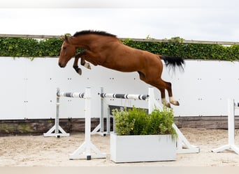 Zangersheider, Hengst, 4 Jahre, 171 cm, Brauner