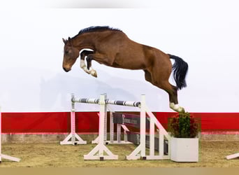 Zangersheider, Hengst, 4 Jahre, 171 cm, Brauner