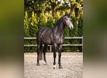 Zangersheider, Hengst, 4 Jahre, 172 cm, Apfelschimmel