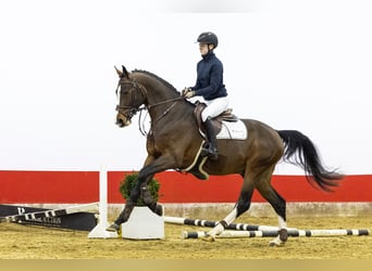 Zangersheider, Hengst, 4 Jahre, 172 cm