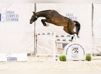 Zangersheider, Hengst, 4 Jahre, 173 cm, Dunkelbrauner
