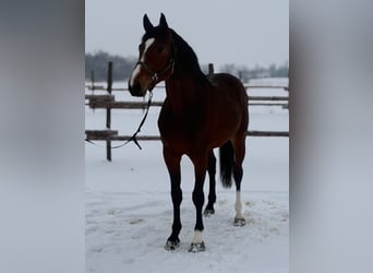Zangersheider, Hengst, 4 Jahre, 174 cm, Dunkelbrauner