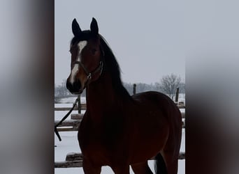 Zangersheider, Hengst, 4 Jahre, 174 cm, Dunkelbrauner