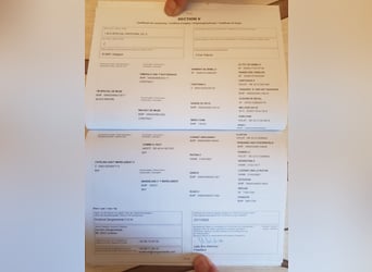 Zangersheider, Hengst, 4 Jahre