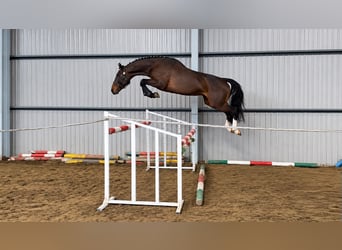 Zangersheider, Hengst, 5 Jahre, 165 cm, Brauner