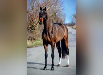 Zangersheider, Hengst, 5 Jahre, 165 cm, Brauner