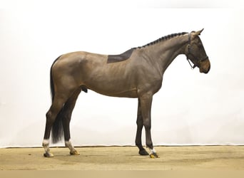 Zangersheider, Hengst, 5 Jahre, 165 cm, Brauner