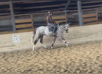 Zangersheider, Hengst, 5 Jahre, 168 cm, Apfelschimmel