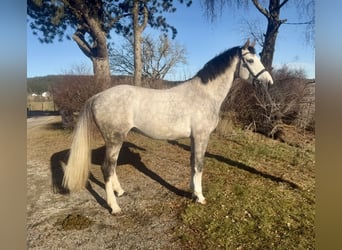 Zangersheider, Hengst, 5 Jahre, 168 cm, Apfelschimmel
