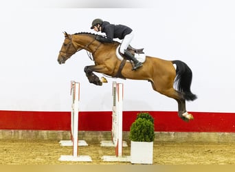 Zangersheider, Hengst, 5 Jahre, 169 cm