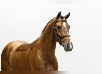 Zangersheider, Hengst, 5 Jahre, 169 cm