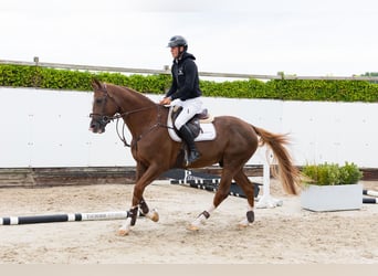 Zangersheider, Hengst, 5 Jahre, 171 cm, Dunkelfuchs