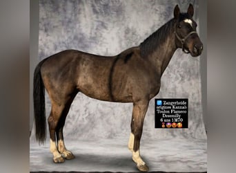 Zangersheider, Hengst, 6 Jahre, 170 cm, Rappe