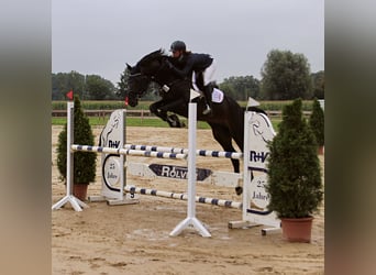 Zangersheider, Hengst, 6 Jahre, 177 cm, Schwarzbrauner