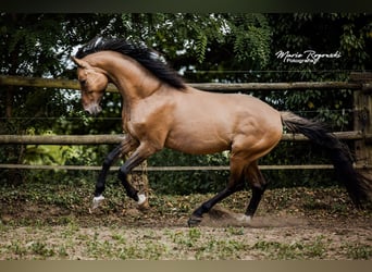 Zangersheider, Hengst, 7 Jahre, 163 cm, Falbe