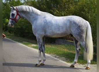 Zangersheider, Hengst, 7 Jahre, 172 cm, Schimmel