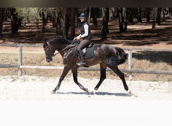 Zangersheider, Hengst, 7 Jahre, 172 cm, Schwarzbrauner