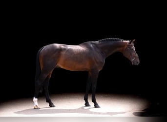 Zangersheider, Hengst, 8 Jahre, 171 cm, Brauner