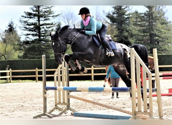 Zangersheider, Hengst, 8 Jahre, 175 cm, Tigerschecke