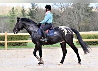 Zangersheider, Hengst, 8 Jahre, 175 cm, Tigerschecke