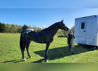 Zangersheider, Hengst, 8 Jahre, 175 cm, Tigerschecke