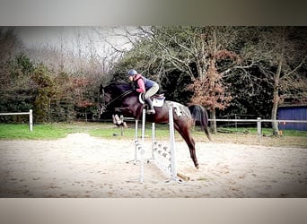 Zangersheider, Hengst, 8 Jahre, 175 cm, Tigerschecke