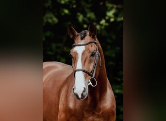 Zangersheider, Hengst, 9 Jahre, 172 cm, Brauner