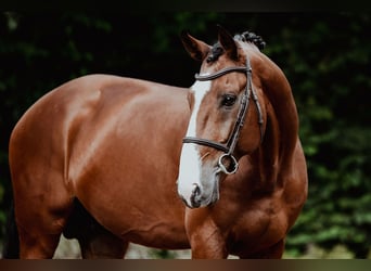 Zangersheider, Hengst, 9 Jahre, 172 cm, Brauner