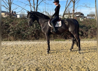 Zangersheider, Hengst, 9 Jahre, 178 cm, Rappe