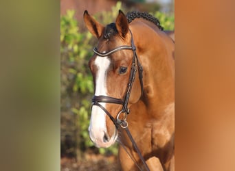 Zangersheider, Hengst, 5 Jahre, 170 cm, Brauner