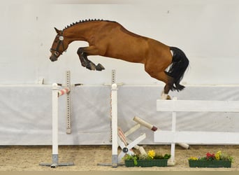 Zangersheider, Hengst, 6 Jahre, 170 cm, Brauner