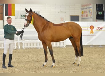 Zangersheider, Hengst, 6 Jahre, 170 cm, Brauner