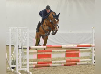 Zangersheider, Hengst, 6 Jahre, 170 cm, Brauner
