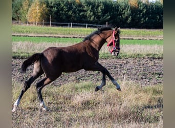 Zangersheider, Hengst, Fohlen (06/2023), 174 cm, Kann Schimmel werden