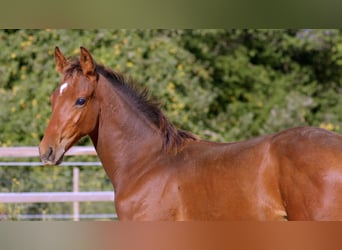 Zangersheider, Hengst, Fohlen (05/2026), 175 cm, Brauner