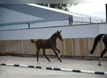 Zangersheider, Hengst, Fohlen (05/2026), Dunkelbrauner