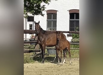 Zangersheider, Hengst, Fohlen (05/2025), Dunkelbrauner