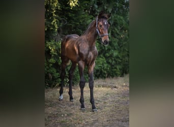 Zangersheider, Hengst, , Dunkelbrauner